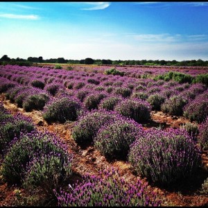 Photo of Becker Vineyards Lavender Fields